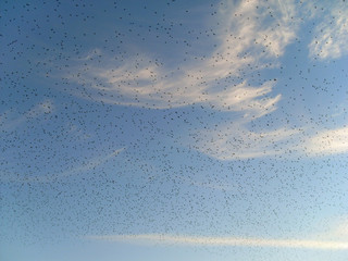 blaue Himmel mit einige Wolken und unzähligen Vögeln