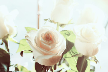 White rose background