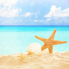 Fototapeta na wymiar Starfish and shells on sandy beach