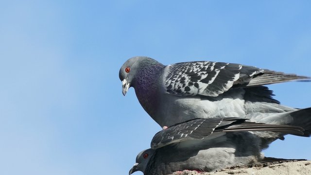 two gray  pigeons sex dove kissing  on blue sky background