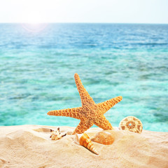 Starfish and shells on sandy beach