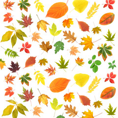 Obraz premium Different colorful leaves, isolated on white