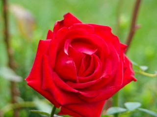 Red rose