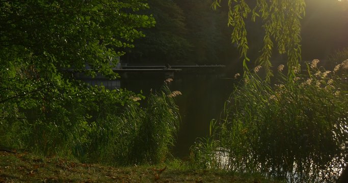 Bay of a Lake Green Reed Sunny Day Green Trees upon the Water Grass Willow Branches Incline upon Watery Surface Sunset Early Evning