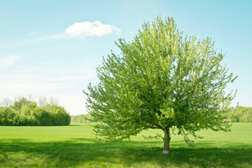 Blooming pear tree on a green field in early spring