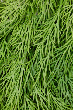 Texture of fresh dill