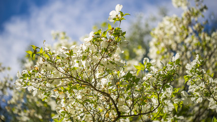 Washington park arboretum, Spring