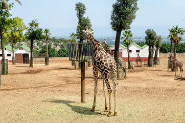 Giraffes eating dried hay at the zoo