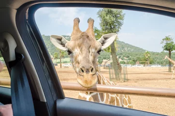 Crédence de cuisine en verre imprimé Girafe Hungry giraffe waiting for food through a car window
