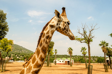 Profile of a giraffe in a zoo