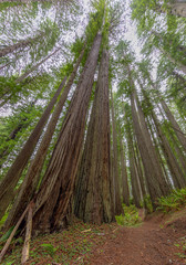 Fototapeta na wymiar lady bird johnson grove, Redwoods National Park