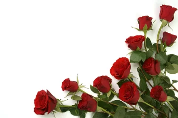 Foto auf Acrylglas Rote Rosen auf weißem Hintergrund © larioslake