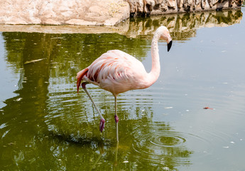 Colorful flamingo bathing
