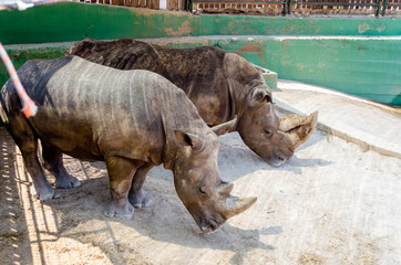 A couple of rhinos waiting for food