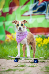 Funny dog dressed in sunglasses and a shawl standing on the skateboard on the background of graffiti