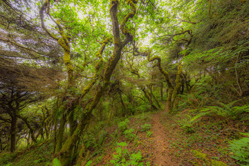 SKUNK CABBAGE TRAIL-redwood national and state parks