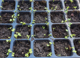 new beginning  spring sprouts 