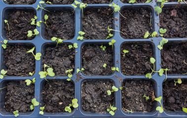 new beginning  spring sprouts 
