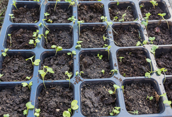 new beginning  spring sprouts 