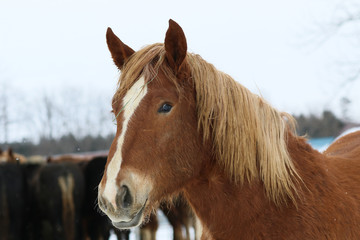 Obraz premium 冬の牧場