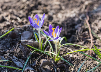 Bunch of spring crocuses 