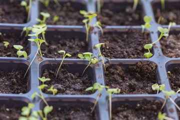 new beginning  spring sprouts 