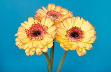 beautiful gerberas on blue background