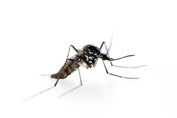 Tiger mosquito, Aedes albopictus. Vector for Zika virus etc.
