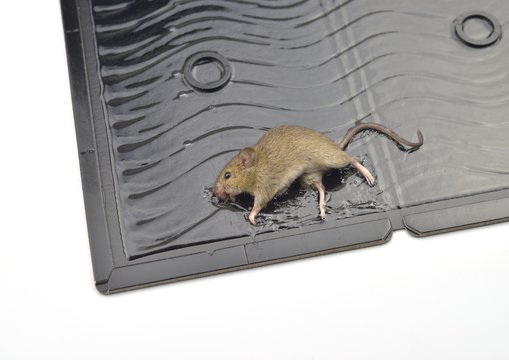 ネズミ捕りシートのネズミ