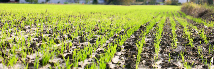 levée du blé sous la lumiere d'automne
