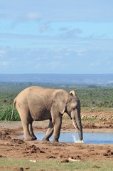 Obraz premium African Elephant drinking in the savannah 