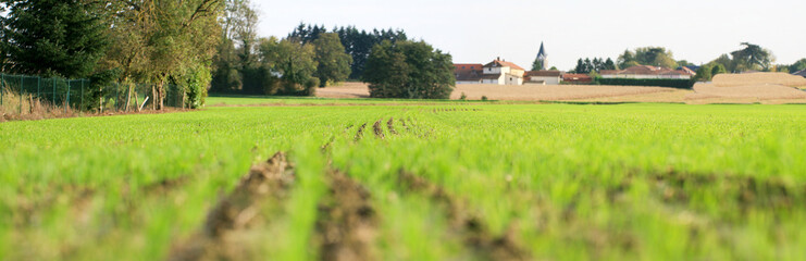 levée du blé sous la lumiere d'automne