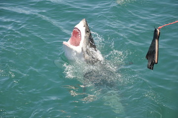 Great White Shark attacking 