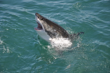 Great White Shark jumping out of ocean