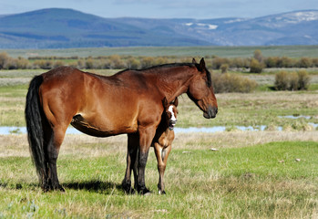 Obraz na płótnie Canvas Mare with peeking foal