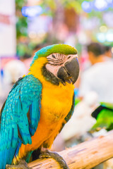Colorful macaws