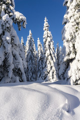 Winter forest landscape. Snow drifts, trees covered with fresh snow, blue sky. Karkonosze,  Giant Mountains, Poland.  