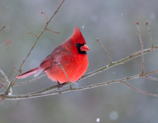 Northern Cardinal in Winter