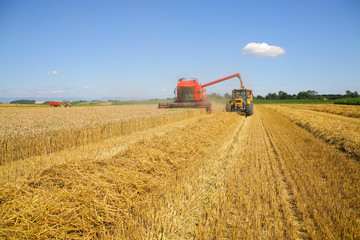 Moisson du blé moissonneuse et tracteur