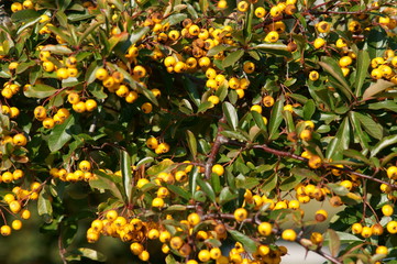 Bacche gialle sui cespugli nel parco
