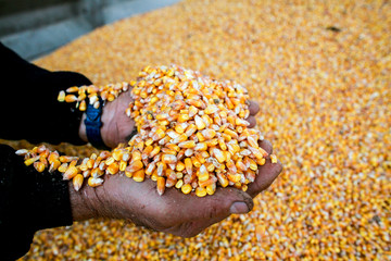 grain de mais dans la main