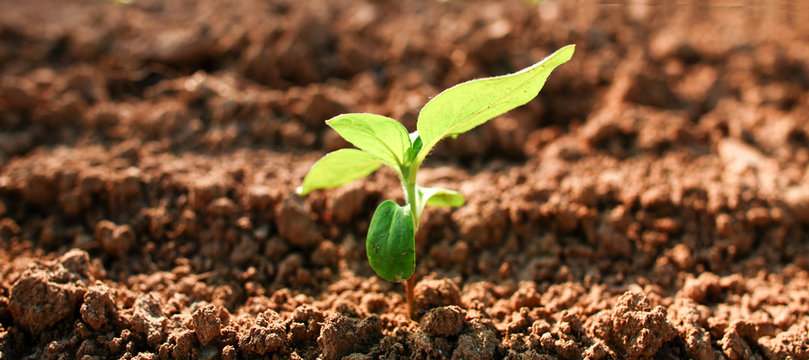 plantule de tournesol 4 feuilles
