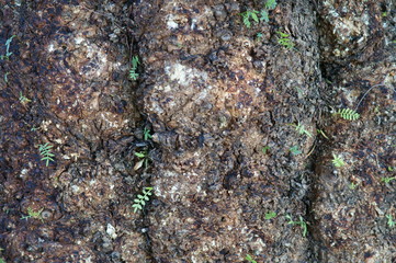 Struttura esterna di un tronco d'albero