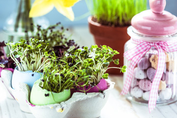 Healthy eating, sprouts in easter egg shells.
