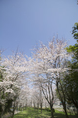 Fototapeta premium 公園の桜