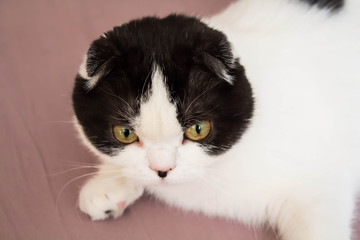 Fototapeta na wymiar Scottish fold cat