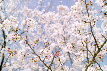 桜