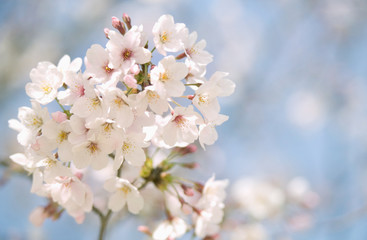 Naklejka premium 桜のクローズアップ