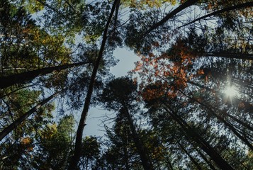 Obraz premium Trees love you