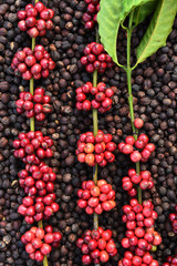Coffee beans ripening on dried berries coffee beans backgourng